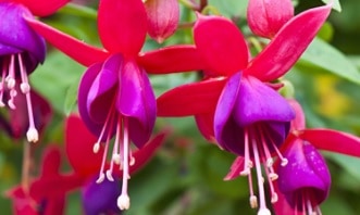  bunga  Fuchsia  RumahLia com