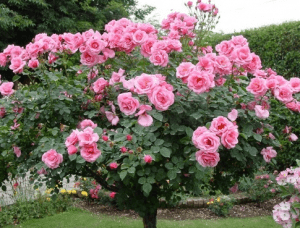 9 Cara  Merawat  Bunga  Di Taman Agar Tumbuh Dengan Baik 