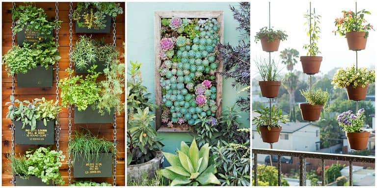 15 Jenis  Tanaman  Vertical  Garden  yang Cantik dan Asri 