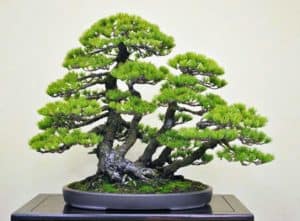jenis tanaman bonsai
