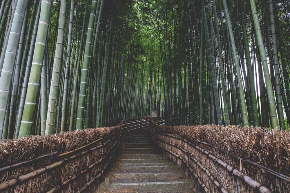 8 Cara  Membuat  Pagar  Bambu  Sendiri Murah dan Cepat 