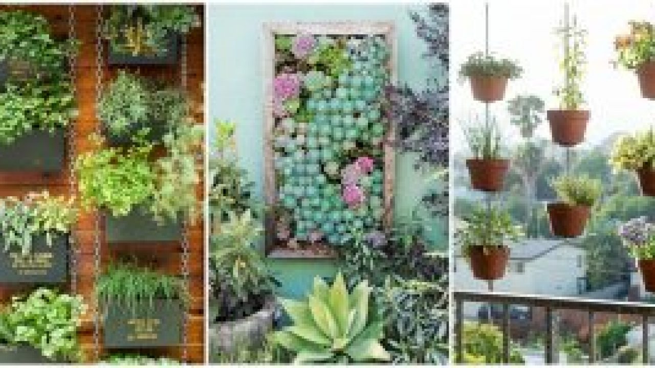 15 Jenis Tanaman Vertical Garden Yang Cantik Dan Asri