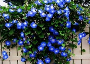 Morning Glory